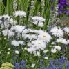 Shasta Daisy 'Snowdrift' 1 Shasta Daisy 'Snowdrift' -Garden Plants Shop SHAS T82212 A