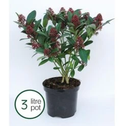 Skimmia Japonica 'Rubella' 16 Skimmia Japonica 'Rubella' -Garden Plants Shop SKIM T57538 B h
