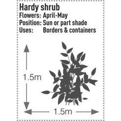 Skimmia Japonica 'Rubella' 17 Skimmia Japonica 'Rubella' -Garden Plants Shop SKIM T57538 C h