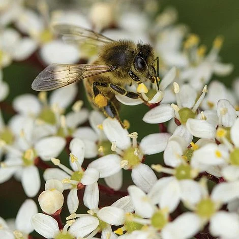 Skimmia Japonica 'Rubella' 3 Skimmia Japonica 'Rubella'