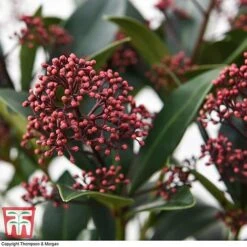 Skimmia Japonica 'Rubella' 12 Skimmia Japonica 'Rubella' -Garden Plants Shop SKIM T57538 E