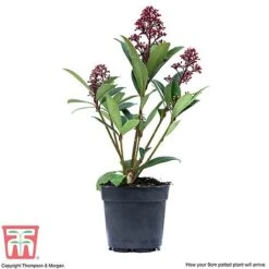 Skimmia Japonica 'Rubella' 15 Skimmia Japonica 'Rubella' -Garden Plants Shop SKIM T57538 F