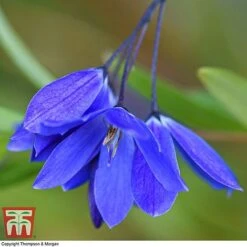 Sollya Heterophylla 'Ultra Blue' 10 Sollya Heterophylla 'Ultra Blue' -Garden Plants Shop SOLL KB2764 A