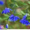 Sollya Heterophylla 'Ultra Blue' -Garden Plants Shop SOLL KB2764 B1