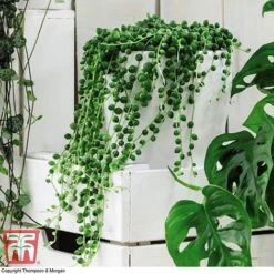 Senecio 'String Of Pearls' -Garden Plants Shop SOP pearls