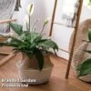 Spathiphyllum 'Sweet Silvio Air So Pure' -Garden Plants Shop SPAT SWEETSILV WKA2943
