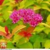 Spiraea Japonica 'Magic Carpet' -Garden Plants Shop SPIR T58494 A