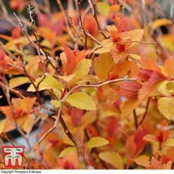 Spiraea Japonica 'Magic Carpet' -Garden Plants Shop SPIR T58494 C