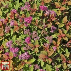 Spiraea Japonica 'Magic Carpet' -Garden Plants Shop SPIR T58494 D