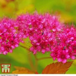 Spiraea Japonica 'Magic Carpet' -Garden Plants Shop SPIR T58494 E