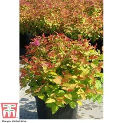 Spiraea Japonica 'Magic Carpet' -Garden Plants Shop SPIR T58494 F