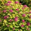 Spiraea Japonica 'Double Play Gold' -Garden Plants Shop SPIR T62084 A h