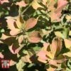 Spiraea Betulifolia 'Tor Gold' 1 Spiraea Betulifolia 'Tor Gold' -Garden Plants Shop SPIR T66454 A