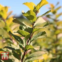 Spiraea Betulifolia 'Tor Gold' -Garden Plants Shop SPIR T66454 C