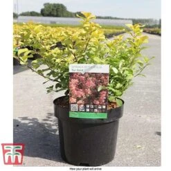 Spiraea Betulifolia 'Tor Gold' -Garden Plants Shop SPIR T66454 E