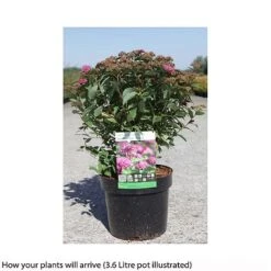 Spiraea Japonica 'Double Play Artist' -Garden Plants Shop SPIR T66462 B h