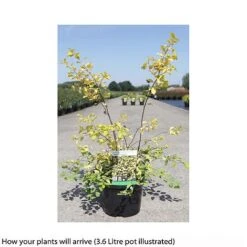 Spiraea X Vanhouttei 'Gold Fountain' -Garden Plants Shop SPIR T66475 B h