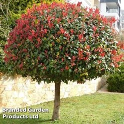 Photinia 'Red Robin' (Standard) -Garden Plants Shop STAN TCK74037 A1