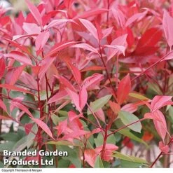 Photinia 'Red Robin' (Standard) -Garden Plants Shop STAN TCK74037 B