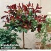 Photinia 'Red Robin' (Standard) 2 Photinia 'Red Robin' (Standard) -Garden Plants Shop STAN TCK74037 E