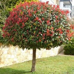 Photinia 'Red Robin' (Standard) -Garden Plants Shop STAN TCK74037 NOW1