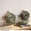 Echeveria Mix On Grey Star -Garden Plants Shop STAR SUCCROOTL T47430