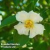 Stewartia Pseudocamellia -Garden Plants Shop STEW PSEUDOCAM W44993