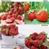 Strawberry Summer Trio -Garden Plants Shop STRAWBERRYTRIO