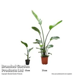 Strelitzia Nicolai 18 Strelitzia Nicolai -Garden Plants Shop STRE 13CM21CM T52676