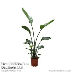 Strelitzia Nicolai 21 Strelitzia Nicolai -Garden Plants Shop STRE NICOL21CM T52495