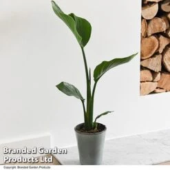 Strelitzia Nicolai 17 Strelitzia Nicolai -Garden Plants Shop STRE NICOLAI T52492