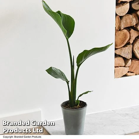 Strelitzia Nicolai 7 Strelitzia Nicolai - Image 5