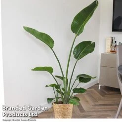 Strelitzia Nicolai 16 Strelitzia Nicolai -Garden Plants Shop STRE NICOLAI T52496