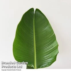 Strelitzia Nicolai 23 Strelitzia Nicolai -Garden Plants Shop STRE NICOLAI T52498