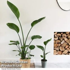 Strelitzia Nicolai 15 Strelitzia Nicolai -Garden Plants Shop STRE NICOLAI T52500