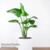 Strelitzia Nicolai 2 Strelitzia Nicolai -Garden Plants Shop STRE NICOLAI W47618