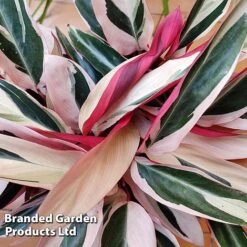 Stromanthe Sanguinea 'Triostar' 12 Stromanthe Sanguinea 'Triostar' -Garden Plants Shop STRO TRIOSTAR KF1299 B