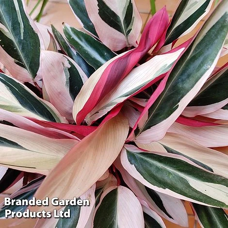 Stromanthe Sanguinea 'Triostar' 6 Stromanthe Sanguinea 'Triostar' - Image 4