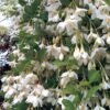 Styrax Japonicus 'Fragrant Fountain' 2 Styrax Japonicus 'Fragrant Fountain' -Garden Plants Shop STYR T63190 A h