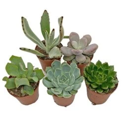 5 Succulent Starter Plant Collection Indoor Cacti Houseplants Terrarium Plants 9 5 Succulent Starter Plant Collection Indoor Cacti Houseplants Terrarium Plants -Garden Plants Shop SUCC 4