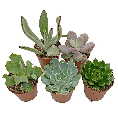 5 Succulent Starter Plant Collection Indoor Cacti Houseplants Terrarium Plants 5 5 Succulent Starter Plant Collection Indoor Cacti Houseplants Terrarium Plants - Image 3