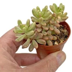 5 Succulent Starter Plant Collection Indoor Cacti Houseplants Terrarium Plants 10 5 Succulent Starter Plant Collection Indoor Cacti Houseplants Terrarium Plants -Garden Plants Shop SUCC 7