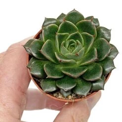 5 Succulent Starter Plant Collection Indoor Cacti Houseplants Terrarium Plants 11 5 Succulent Starter Plant Collection Indoor Cacti Houseplants Terrarium Plants -Garden Plants Shop SUCC 9