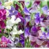 Sweet Pea Duo -Garden Plants Shop SWE WKB9969 A