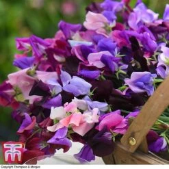 Sweet Pea Duo -Garden Plants Shop SWE WKB9969 D