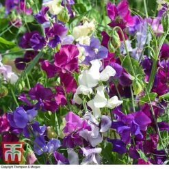 Sweet Pea Duo -Garden Plants Shop SWE WKB9969 E