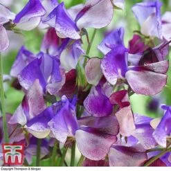 Sweet Pea Duo -Garden Plants Shop SWE wkb9969 C