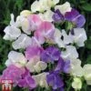 Sweet Pea 'Scent Infusion' 1 Sweet Pea 'Scent Infusion' -Garden Plants Shop SWEE T17016 A1