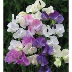 Sweet Pea 'Scent Infusion' -Garden Plants Shop SWEE T17016 A h
