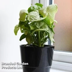 Syngonium 'Confetti' 8 Syngonium 'Confetti' -Garden Plants Shop SYNG CONFETTI WKF1207 C